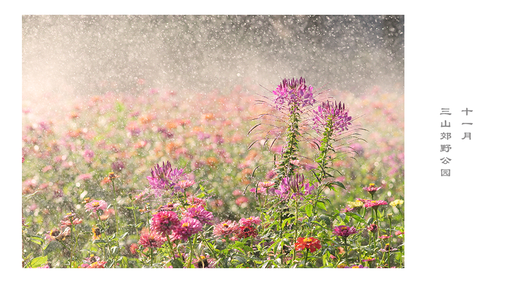 2016,闲看花开花落