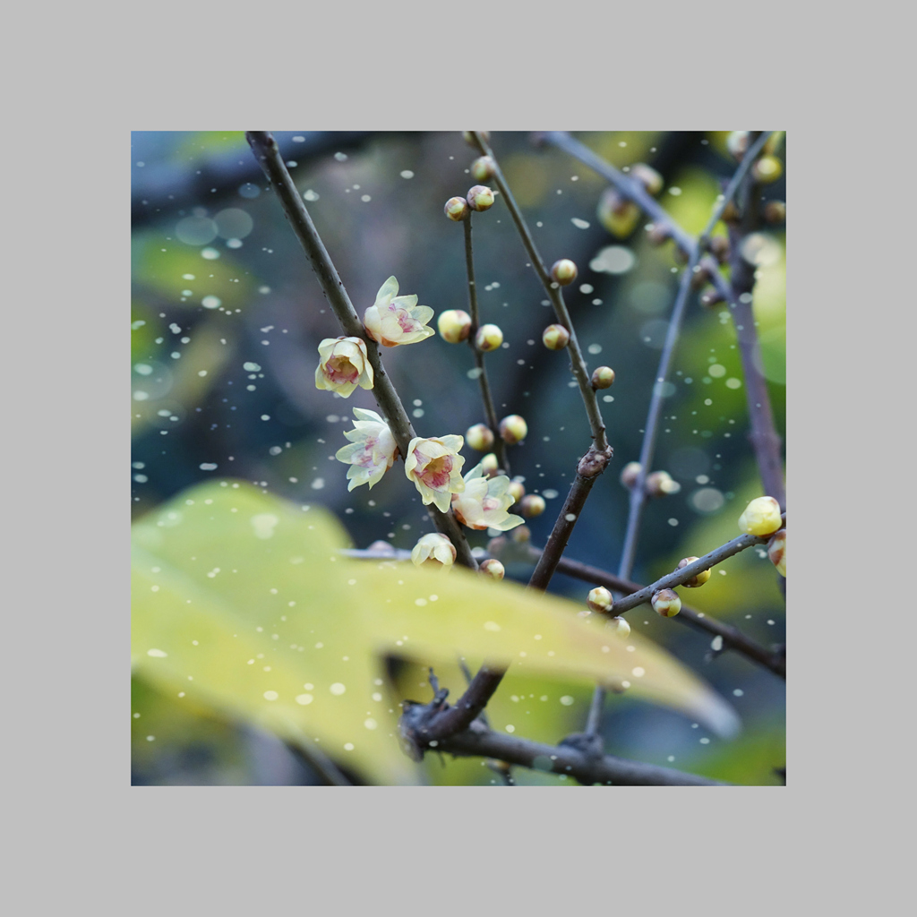 寒梅傲雪