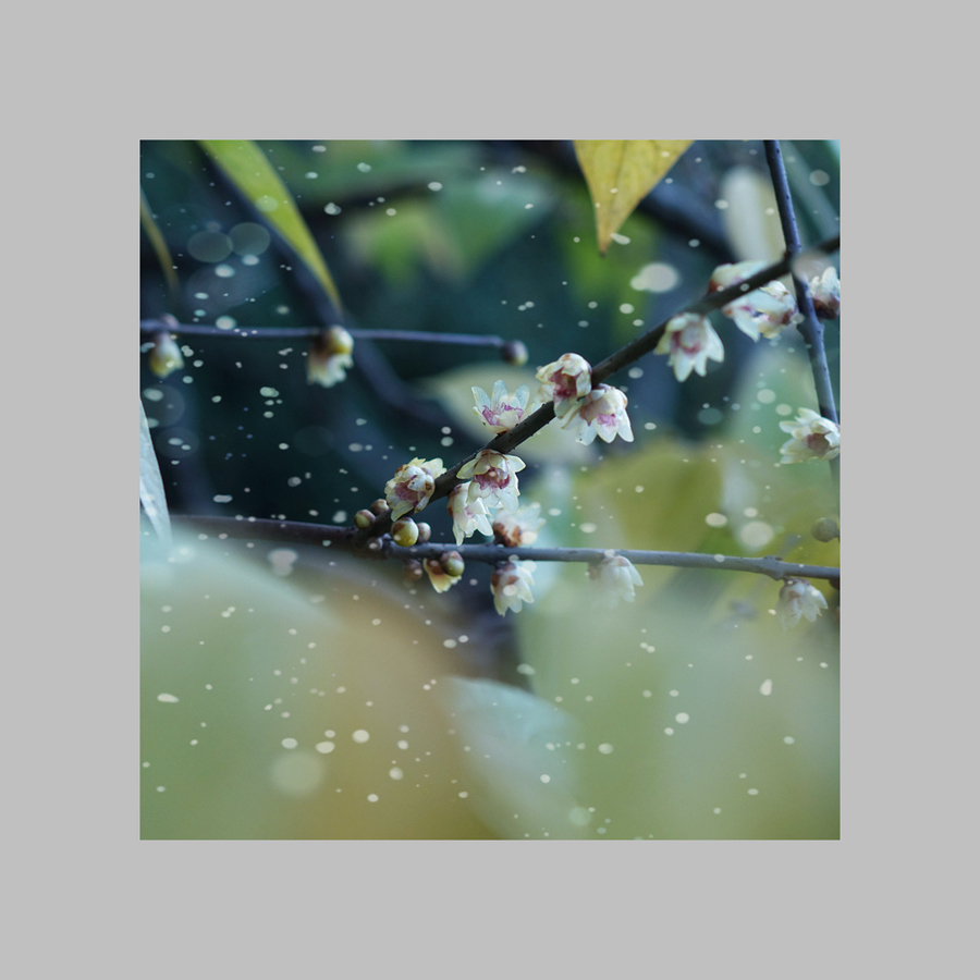 寒梅傲雪
