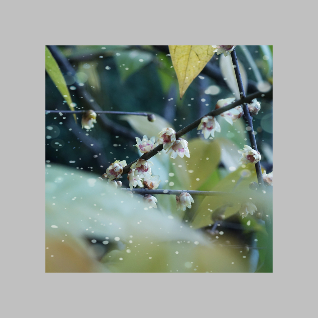 寒梅傲雪