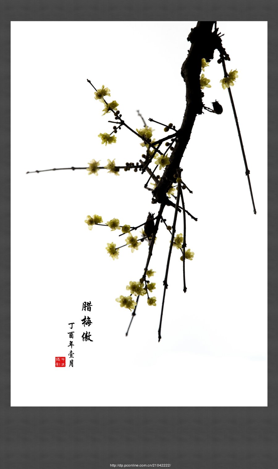 梅花傲