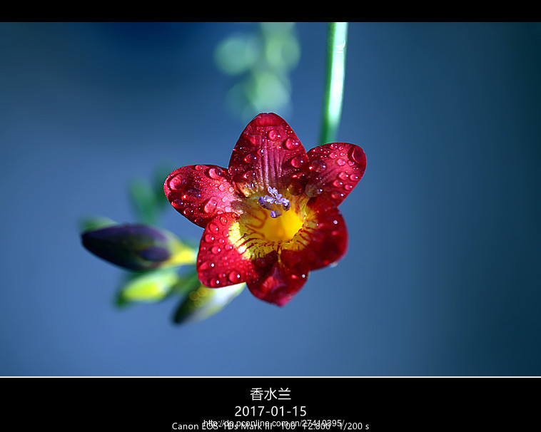 一朵小花独自开!