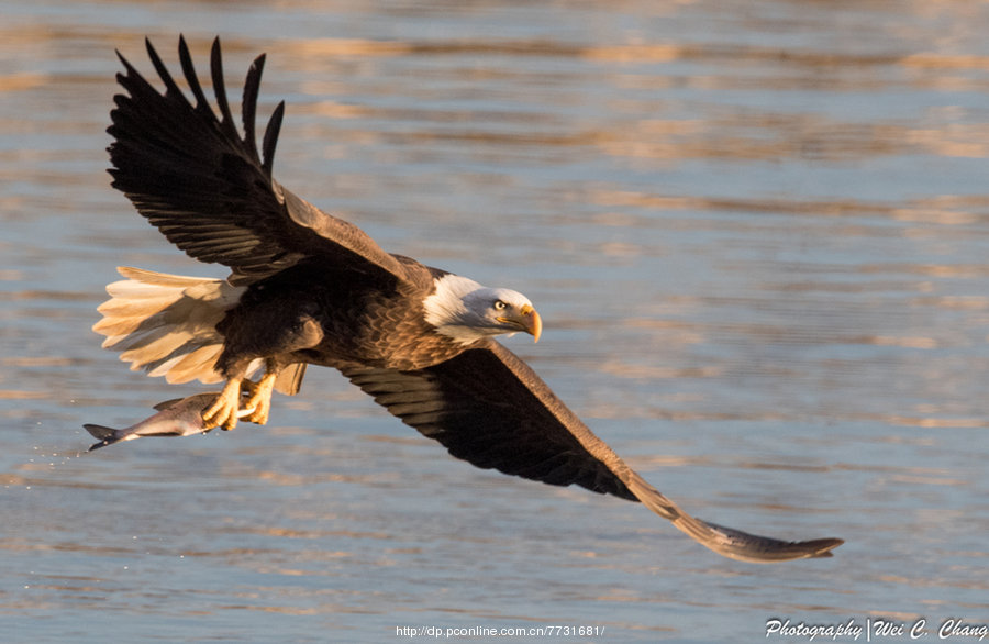 【白头海雕摄影图片】生态摄影