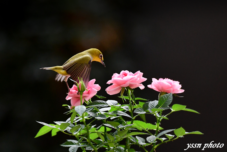 绣眼探春花