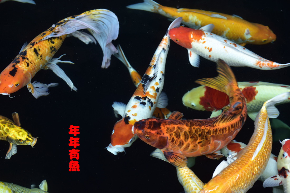 年年有鱼