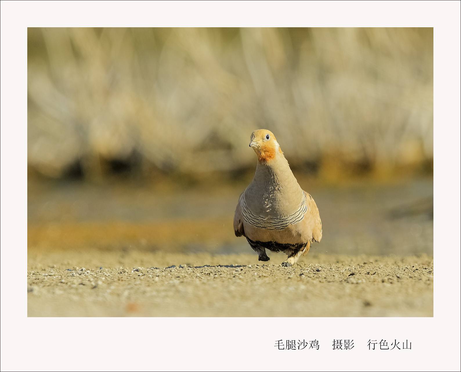 毛腿沙鸡