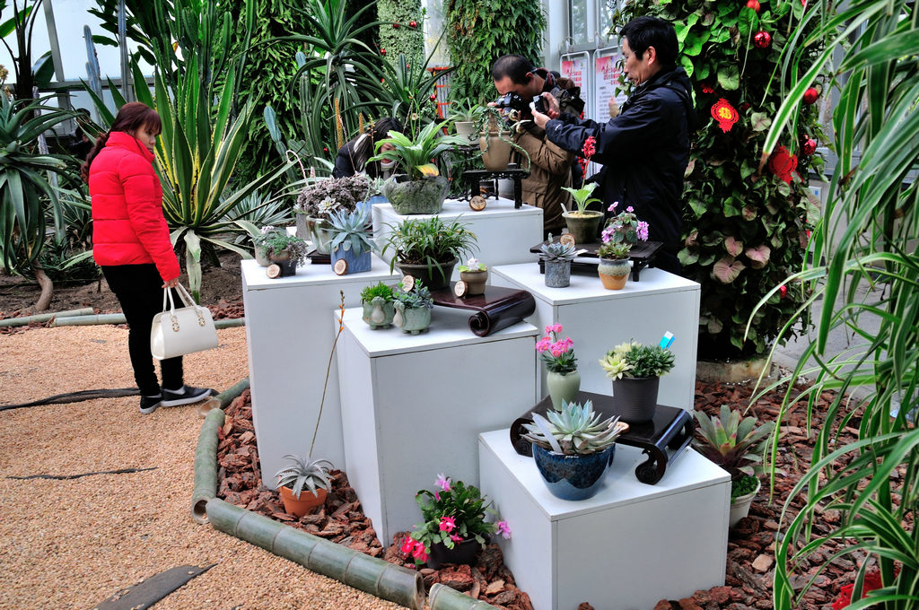 上海植物园温室珍奇植物展