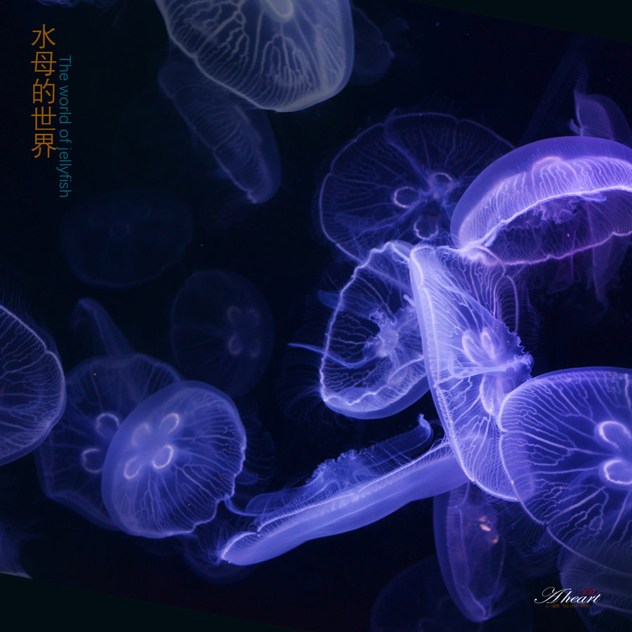 《水母的世界》