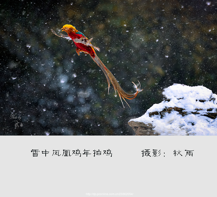 雪中凤凰 鸡年拍鸡