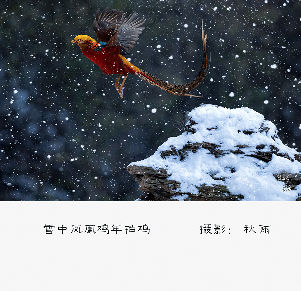 雪中凤凰 鸡年拍鸡