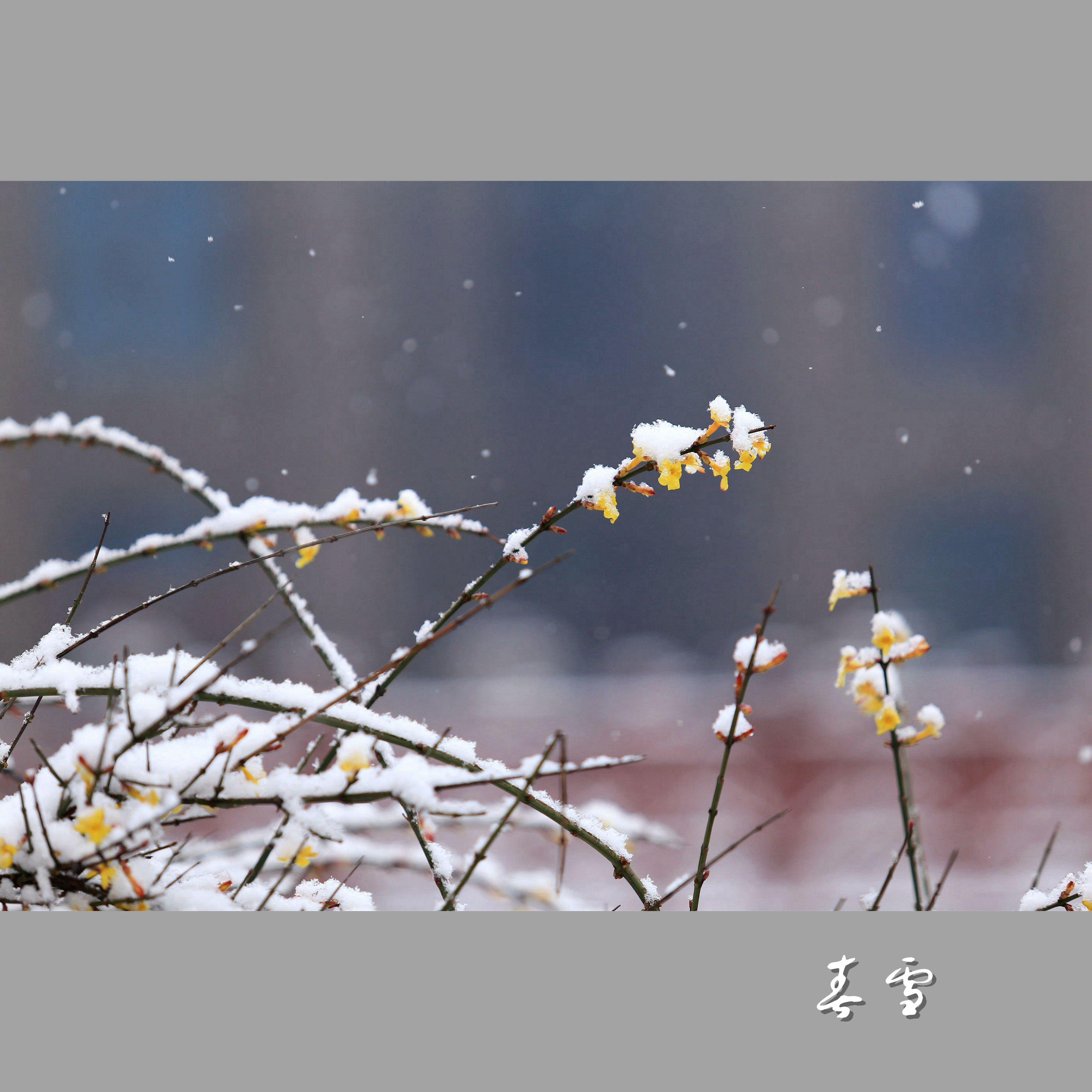 春雪