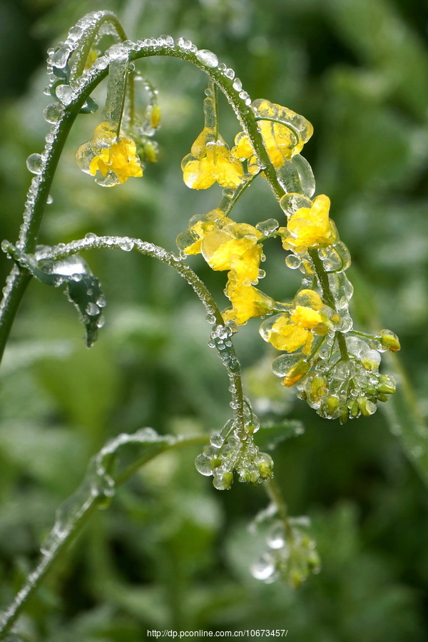 冰凌油菜花