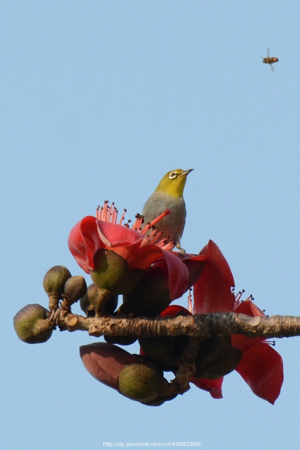 花与鸟