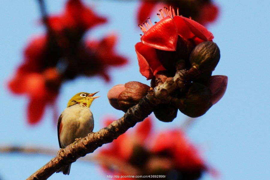 花与鸟