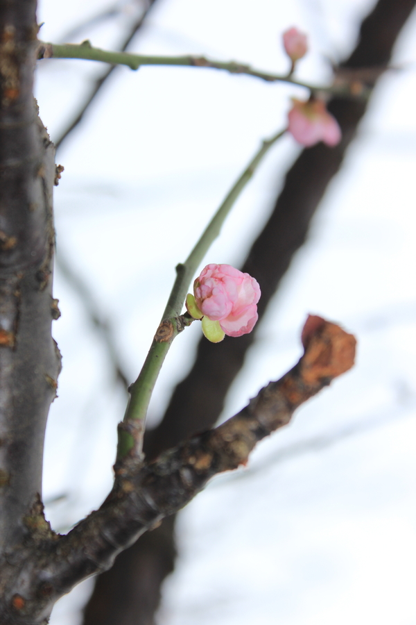 香雪梅花·粉色花蕾