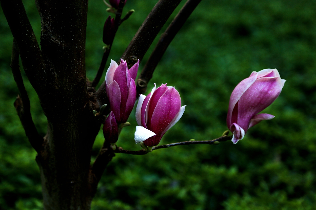 玉兰花开