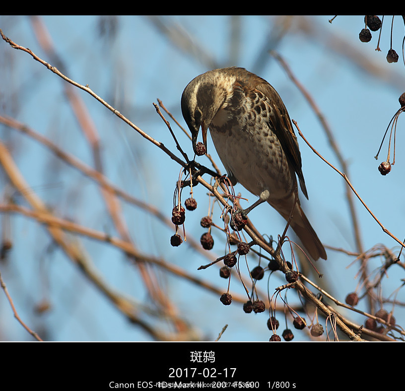 斑鸫