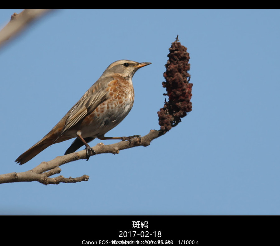 斑鸫