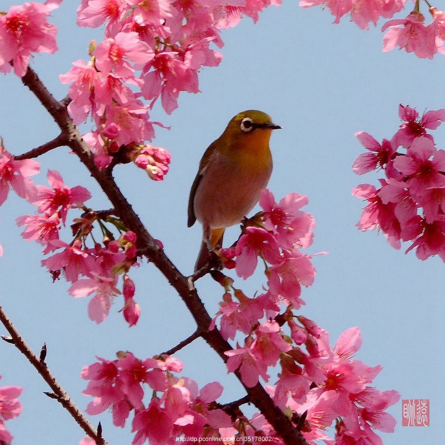 春天的绣眼鸟