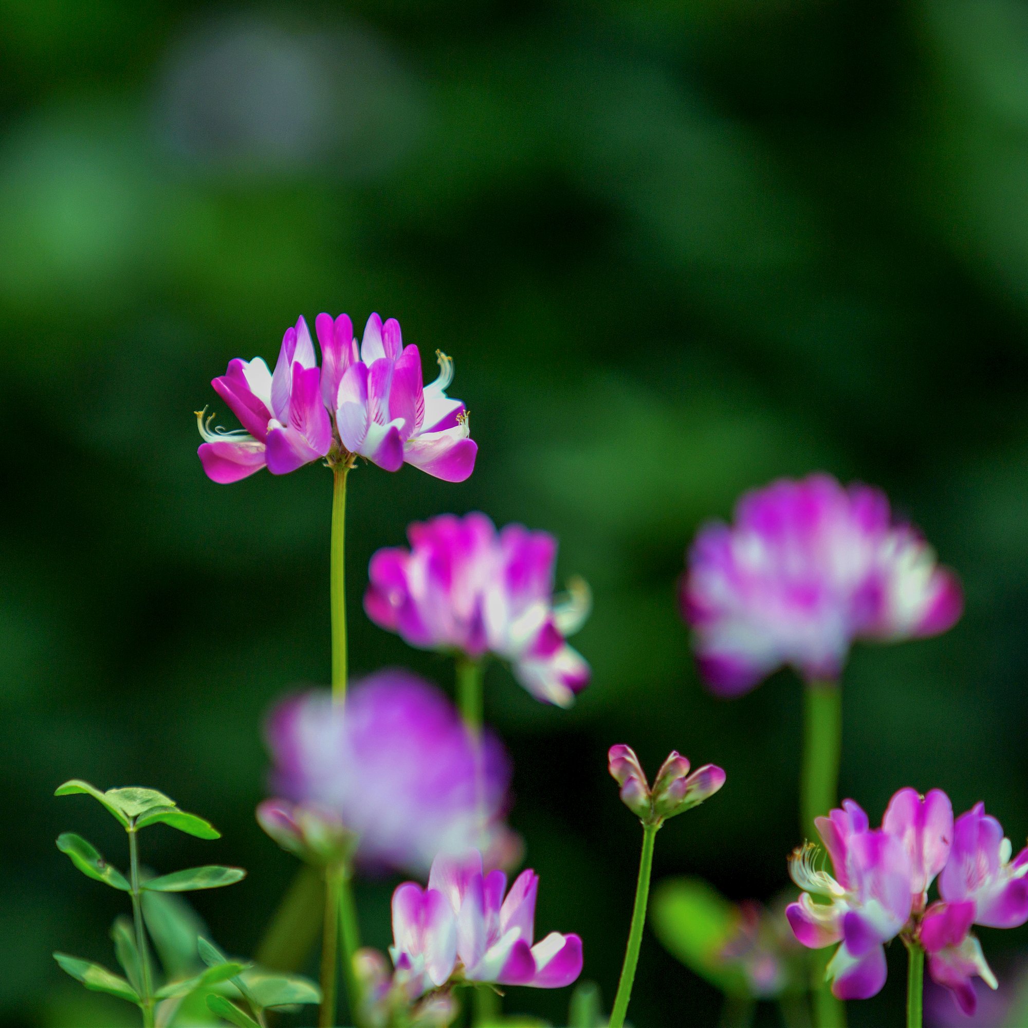 草籽花