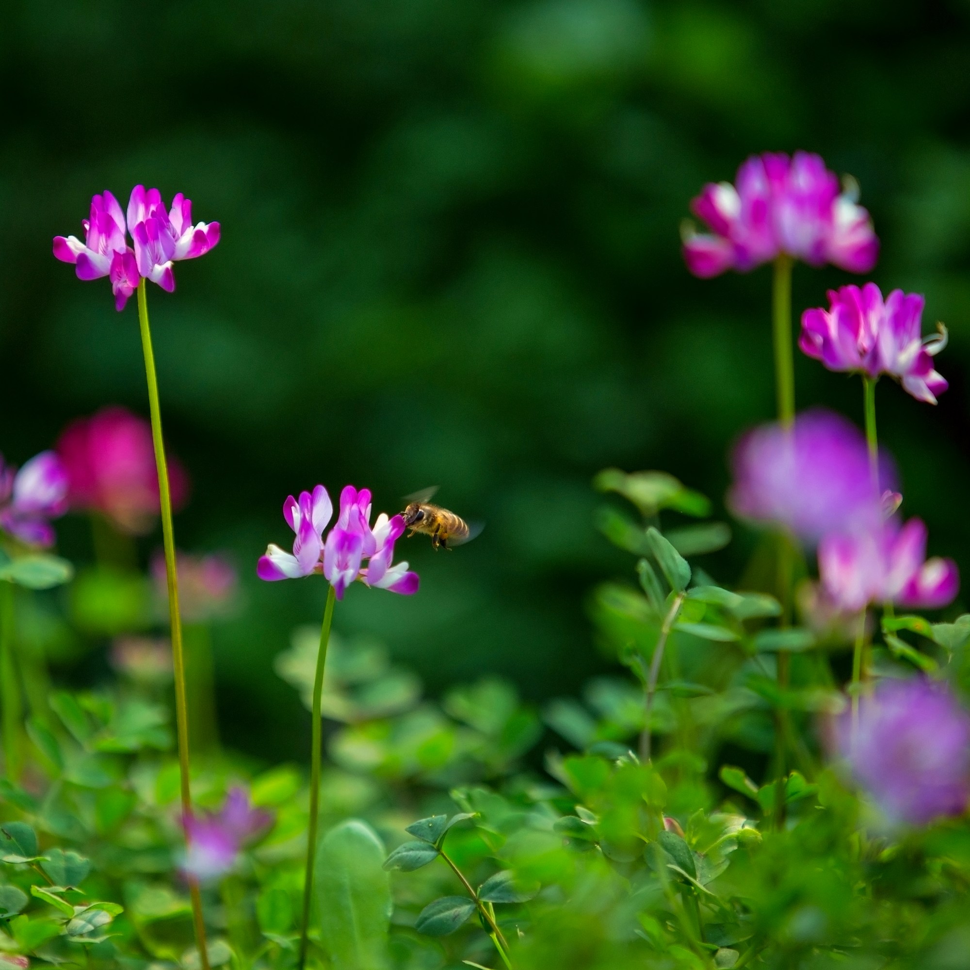 草籽花