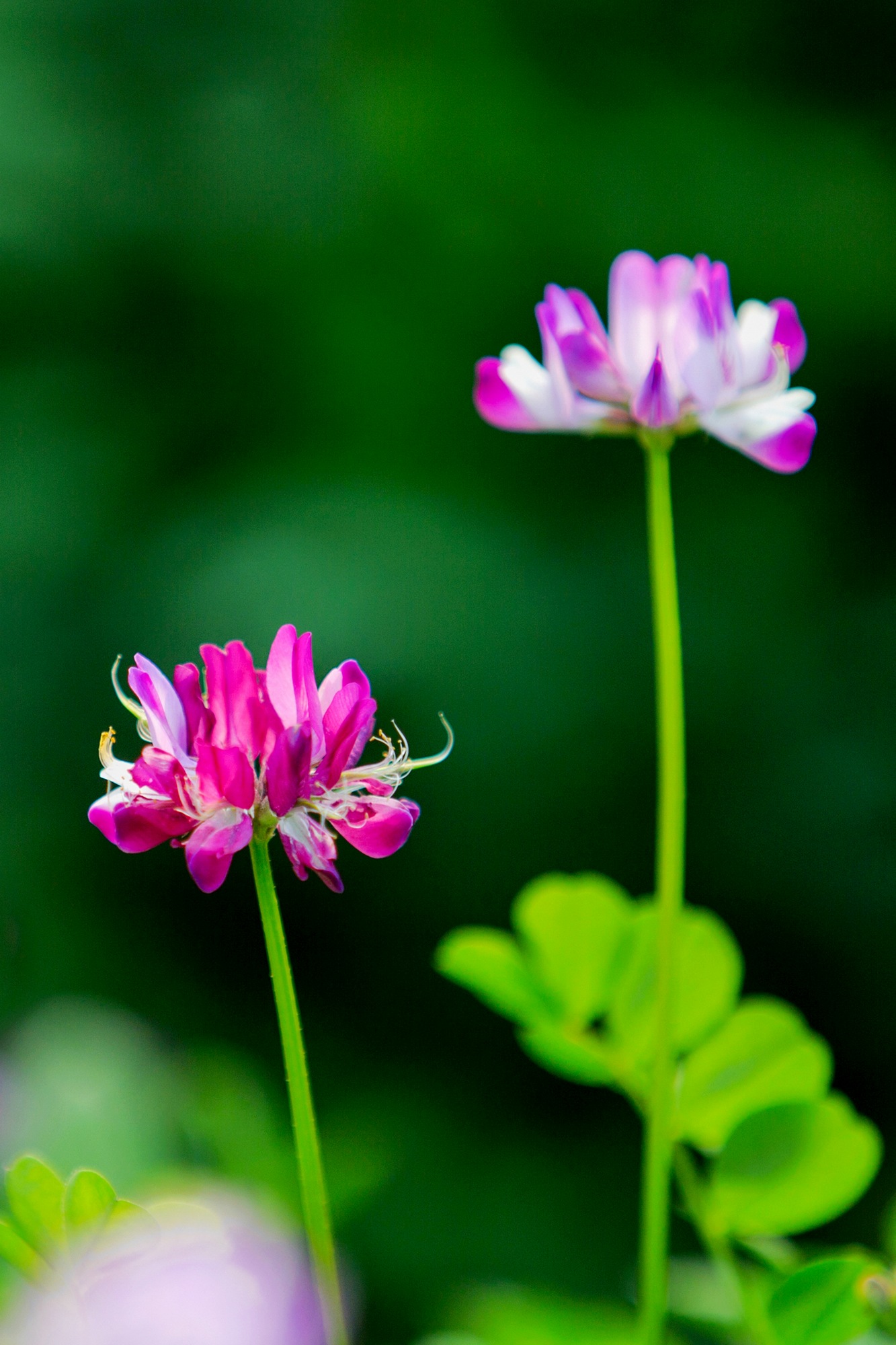 草籽花