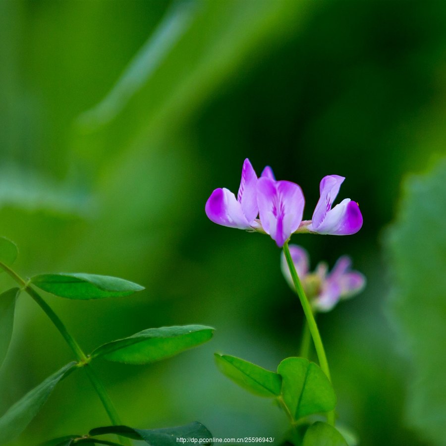 草籽花