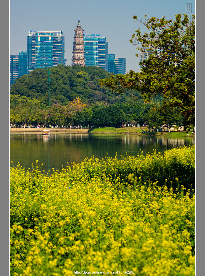 城市公园里的油菜花