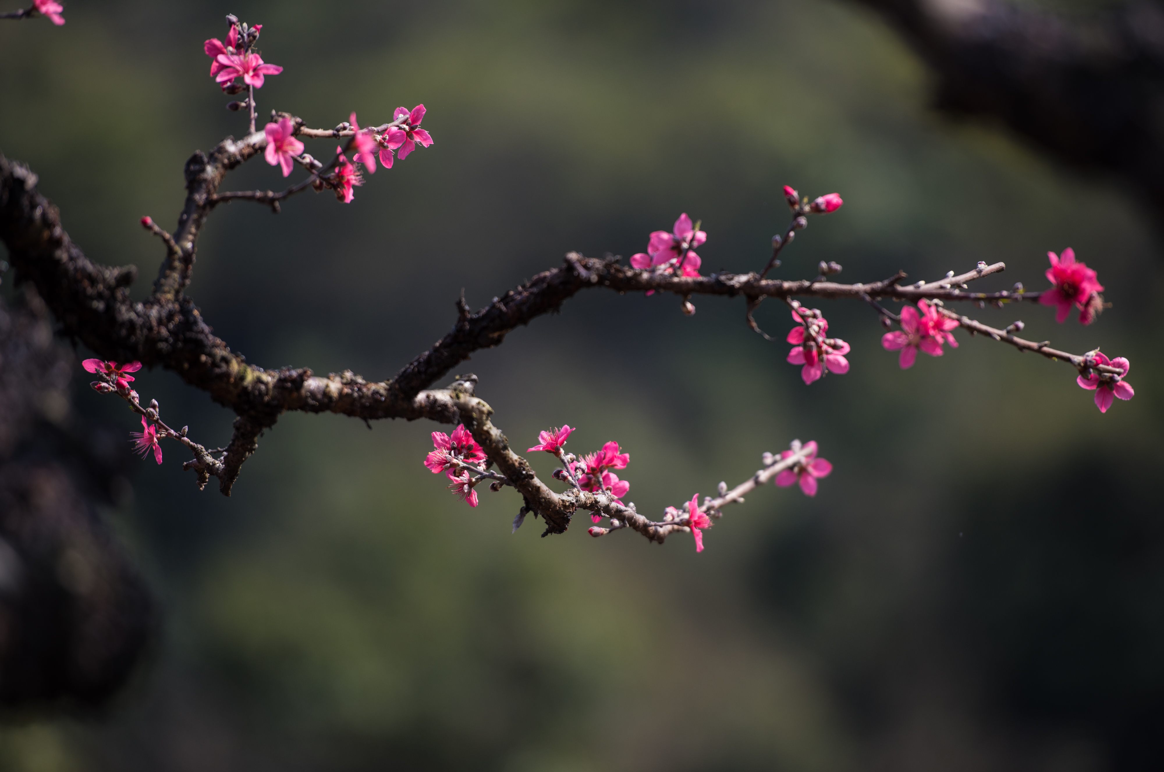 桃花山上桃花开