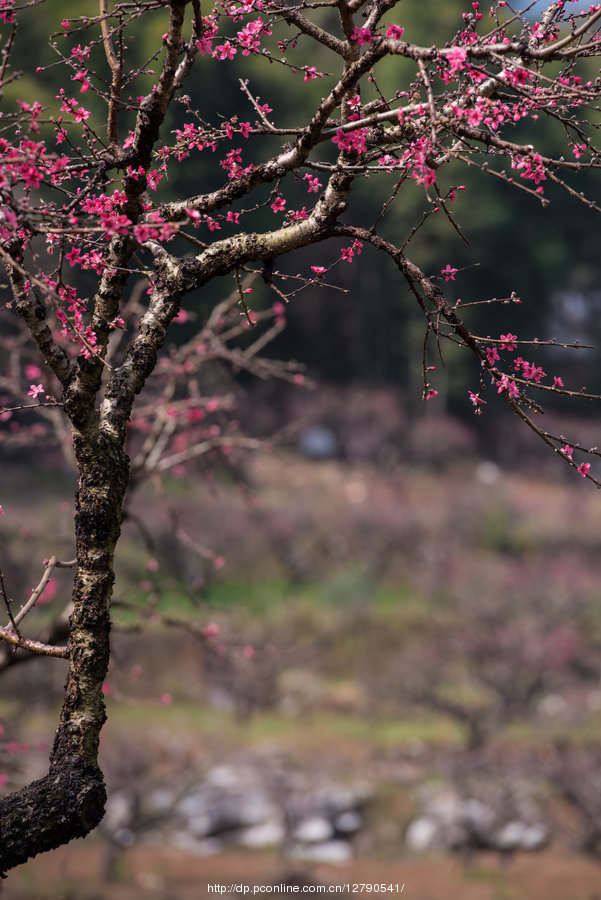 桃花山上桃花开