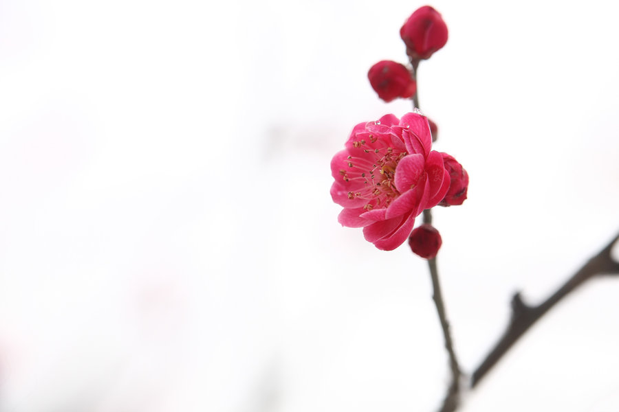 傲雪寒梅