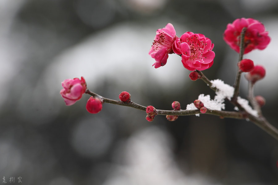 【傲雪寒梅摄影图片】公园生态摄影_太平洋电脑网摄影