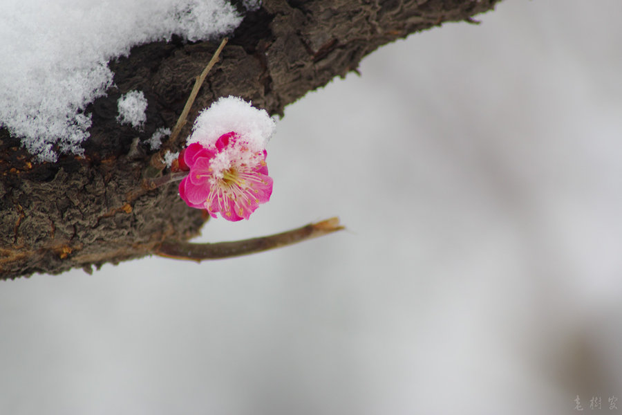 傲雪寒梅