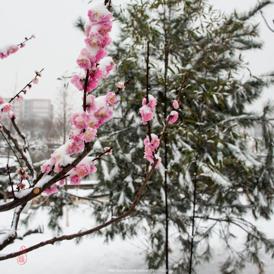 梅花傲雪