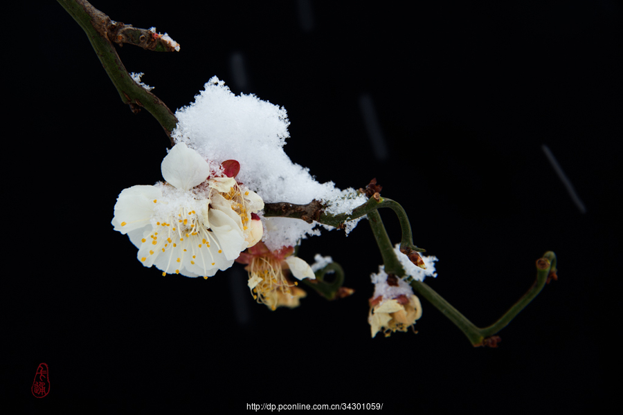 梅花傲雪