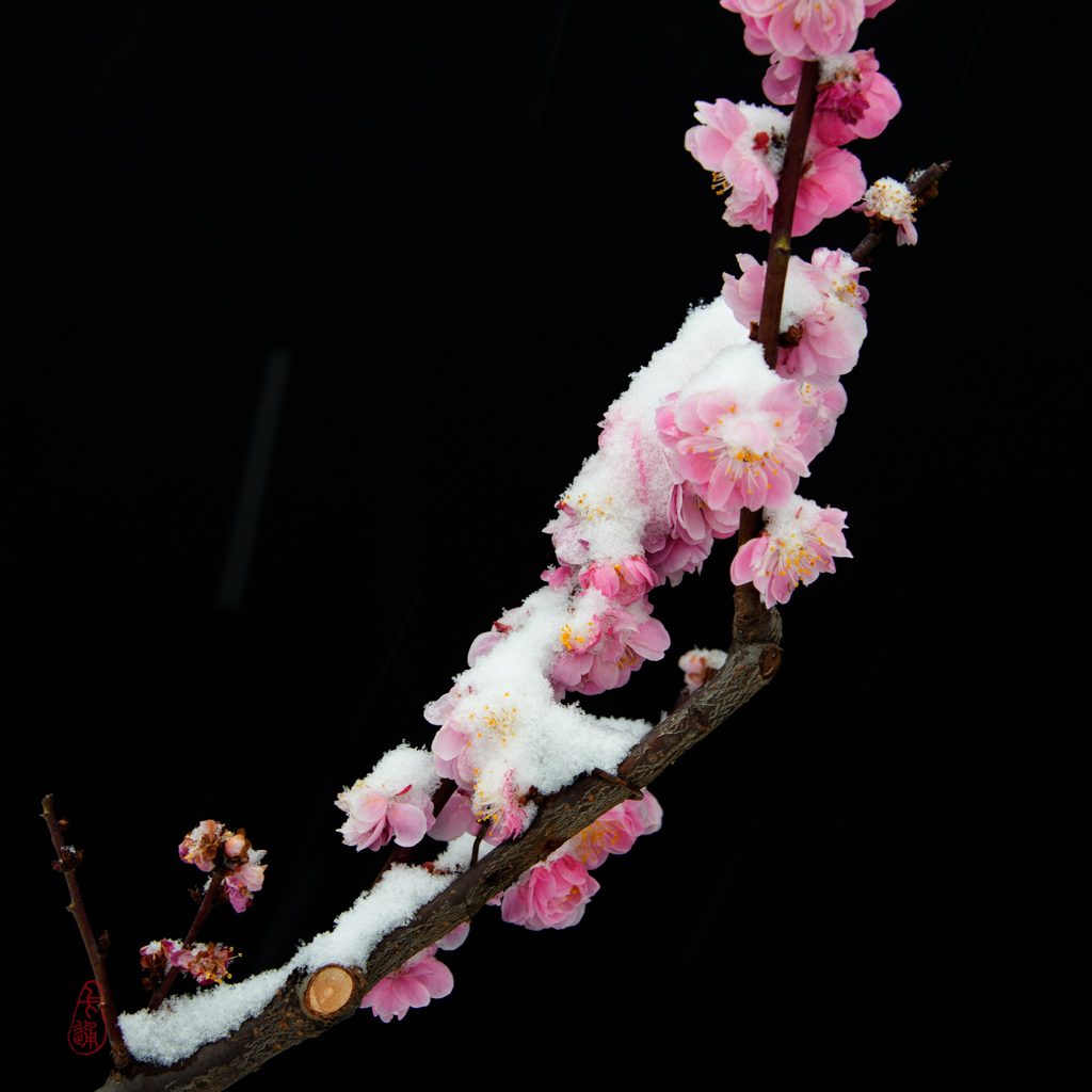 梅花傲雪