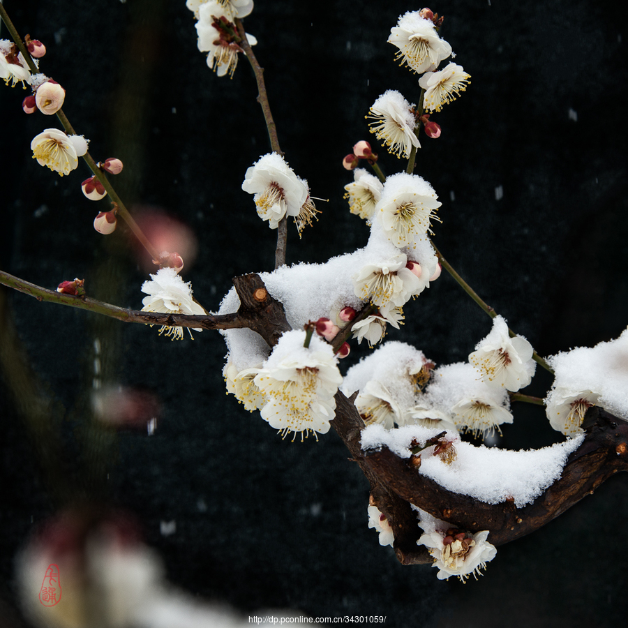 梅花傲雪