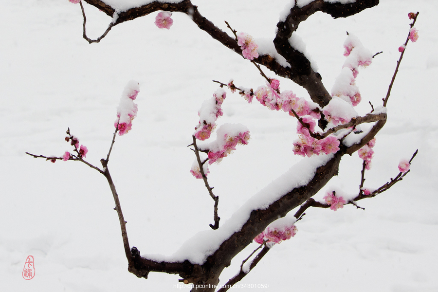 梅花傲雪