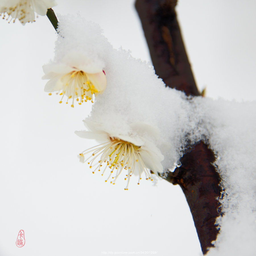梅花傲雪