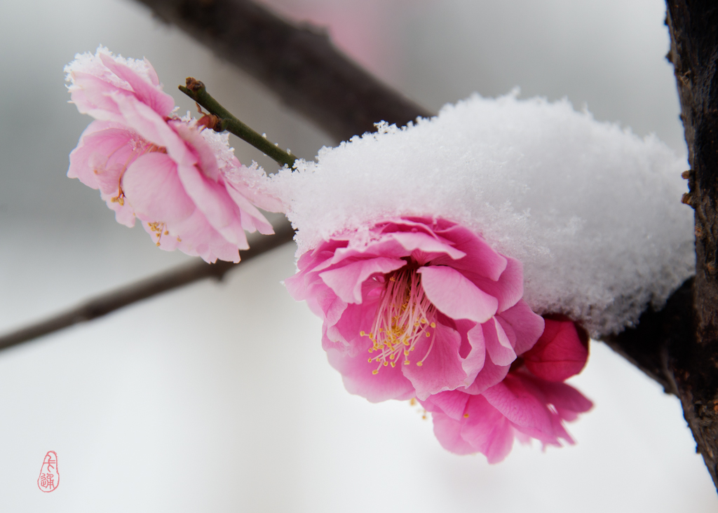 【梅花傲雪摄影图片】生态摄影_lmx_太平洋电脑网摄影