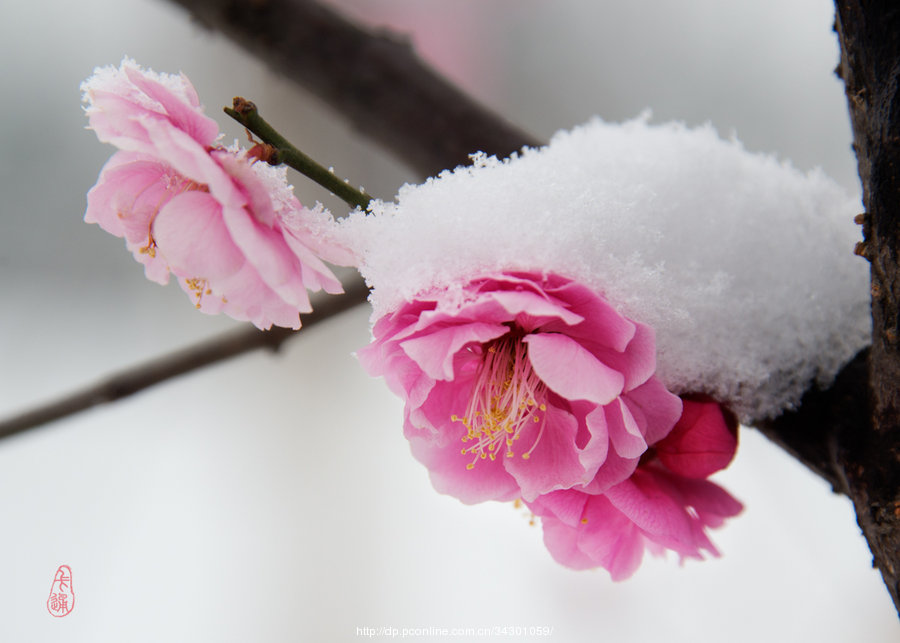 梅花傲雪