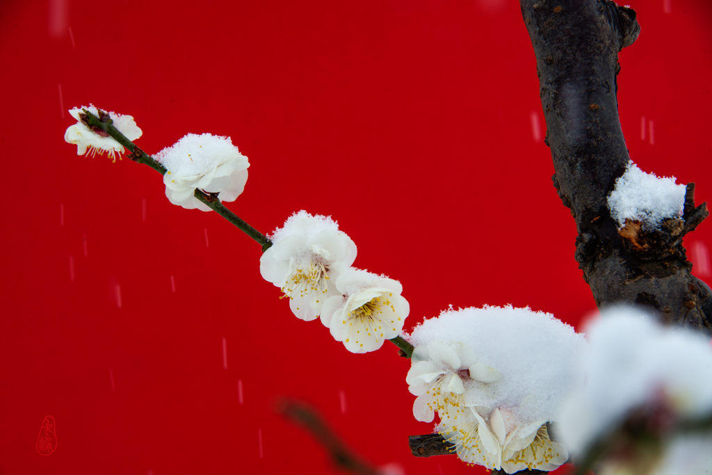 梅花傲雪