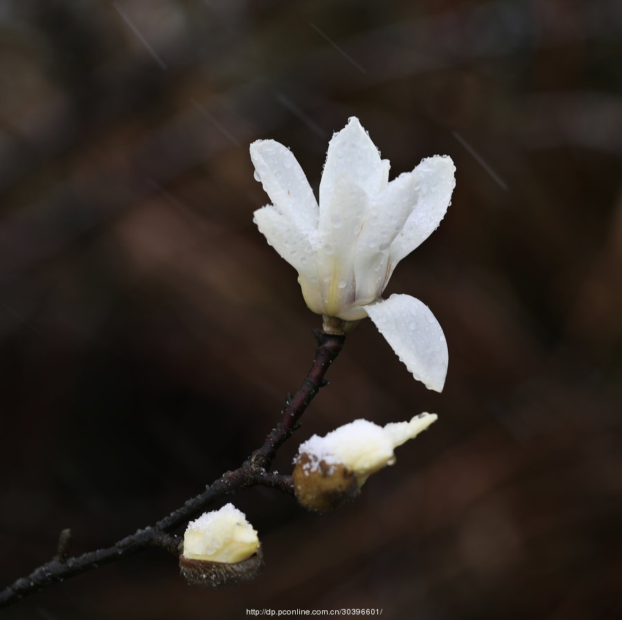 雪中的白玉兰