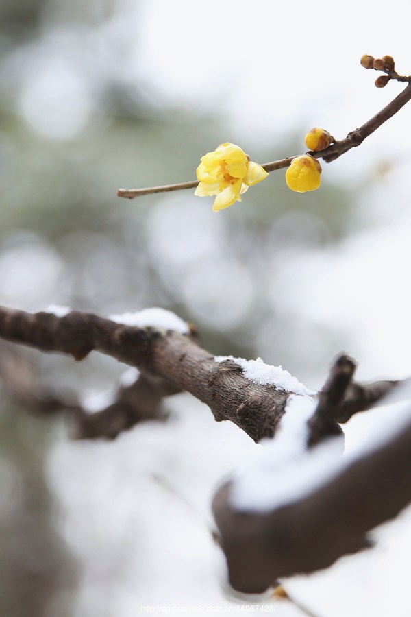 中山公园—雪中赏腊梅