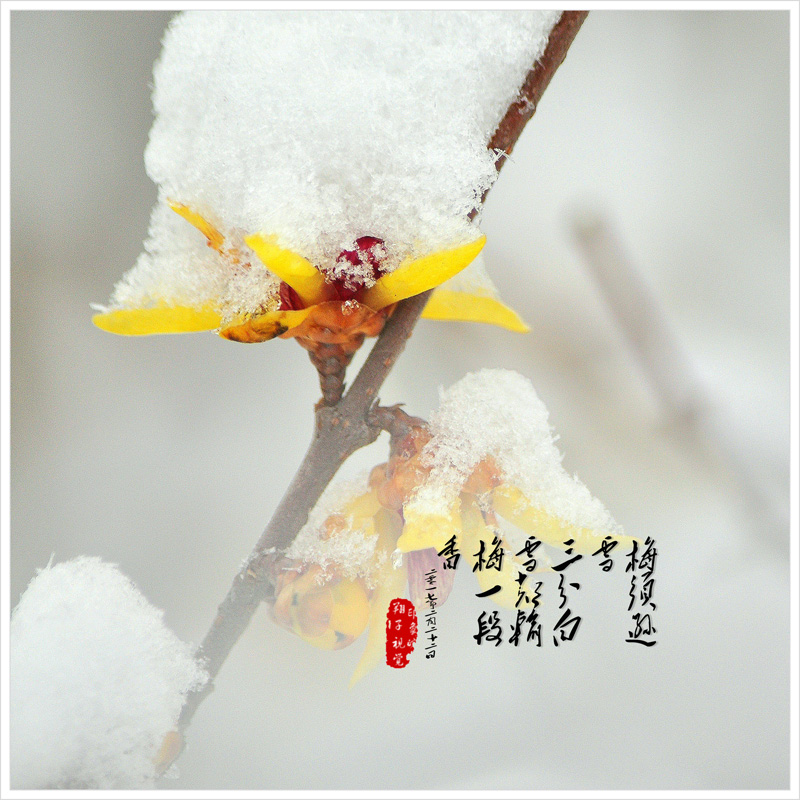 傲雪寒梅