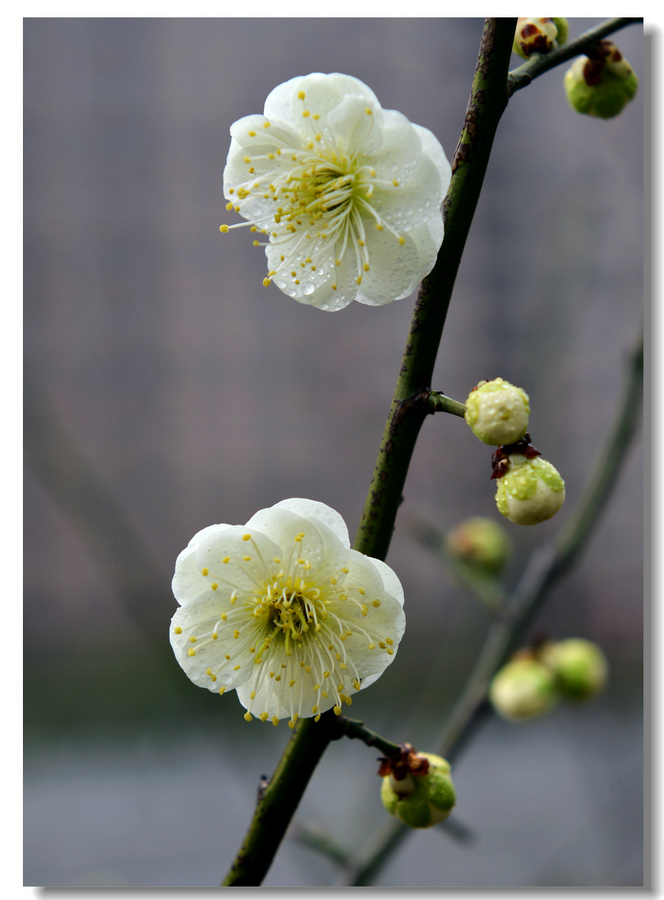 绿梅花