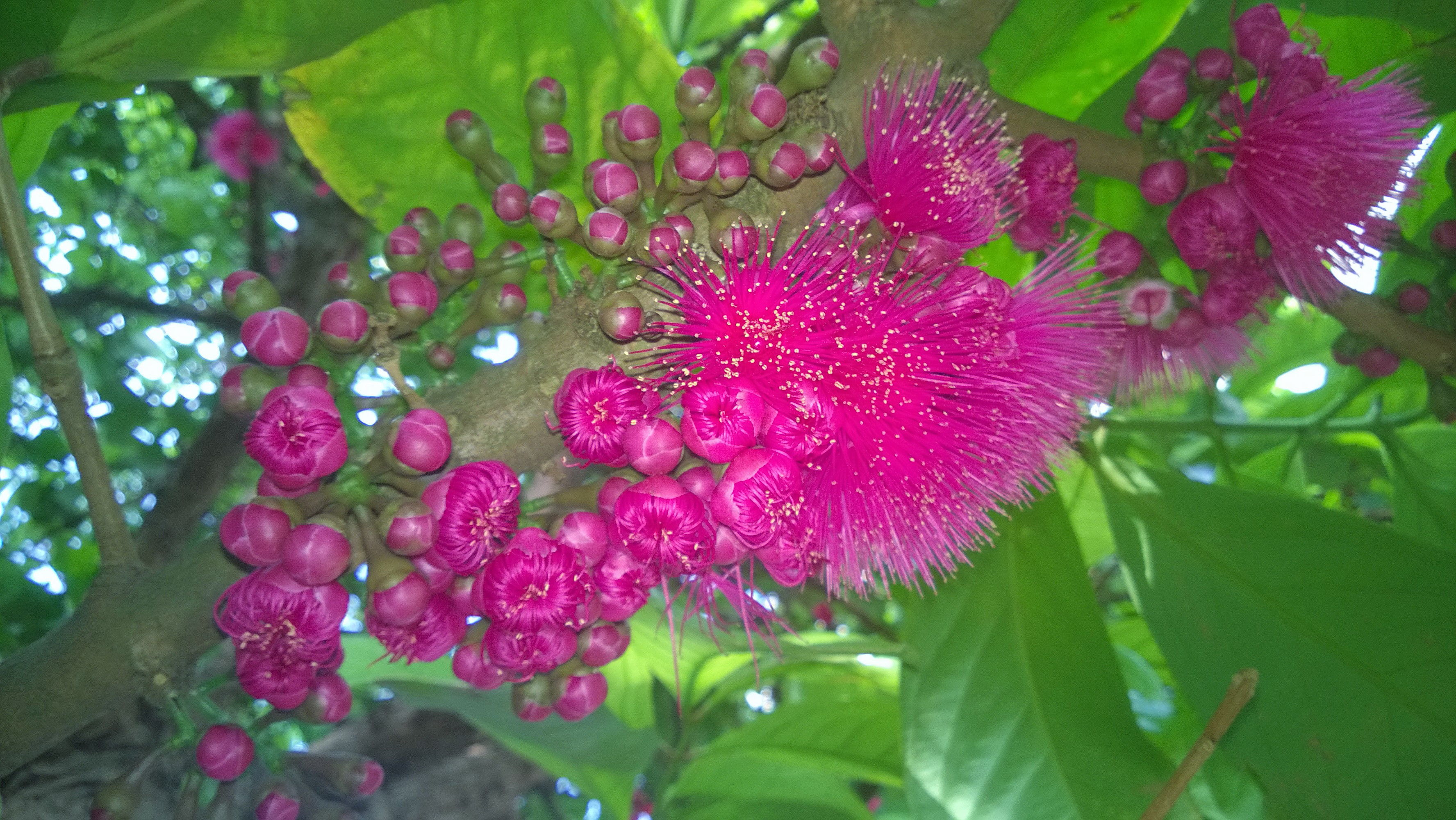 洋蒲桃花