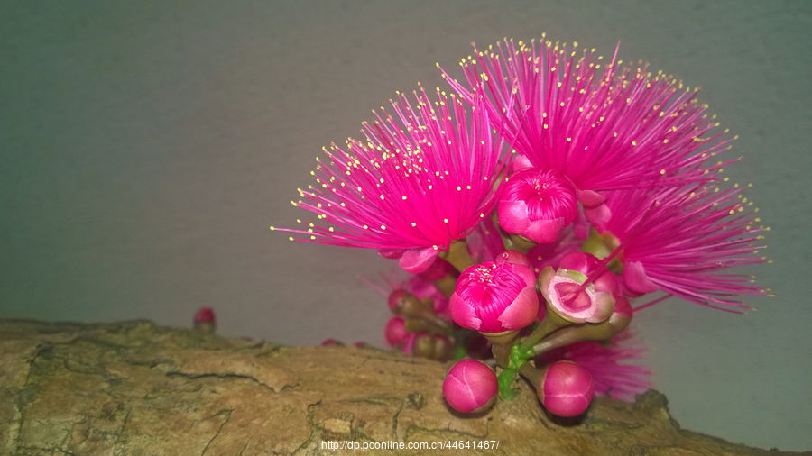 洋蒲桃花