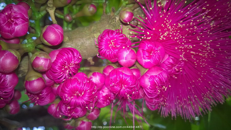 洋蒲桃花