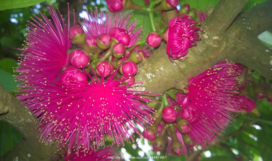 洋蒲桃花